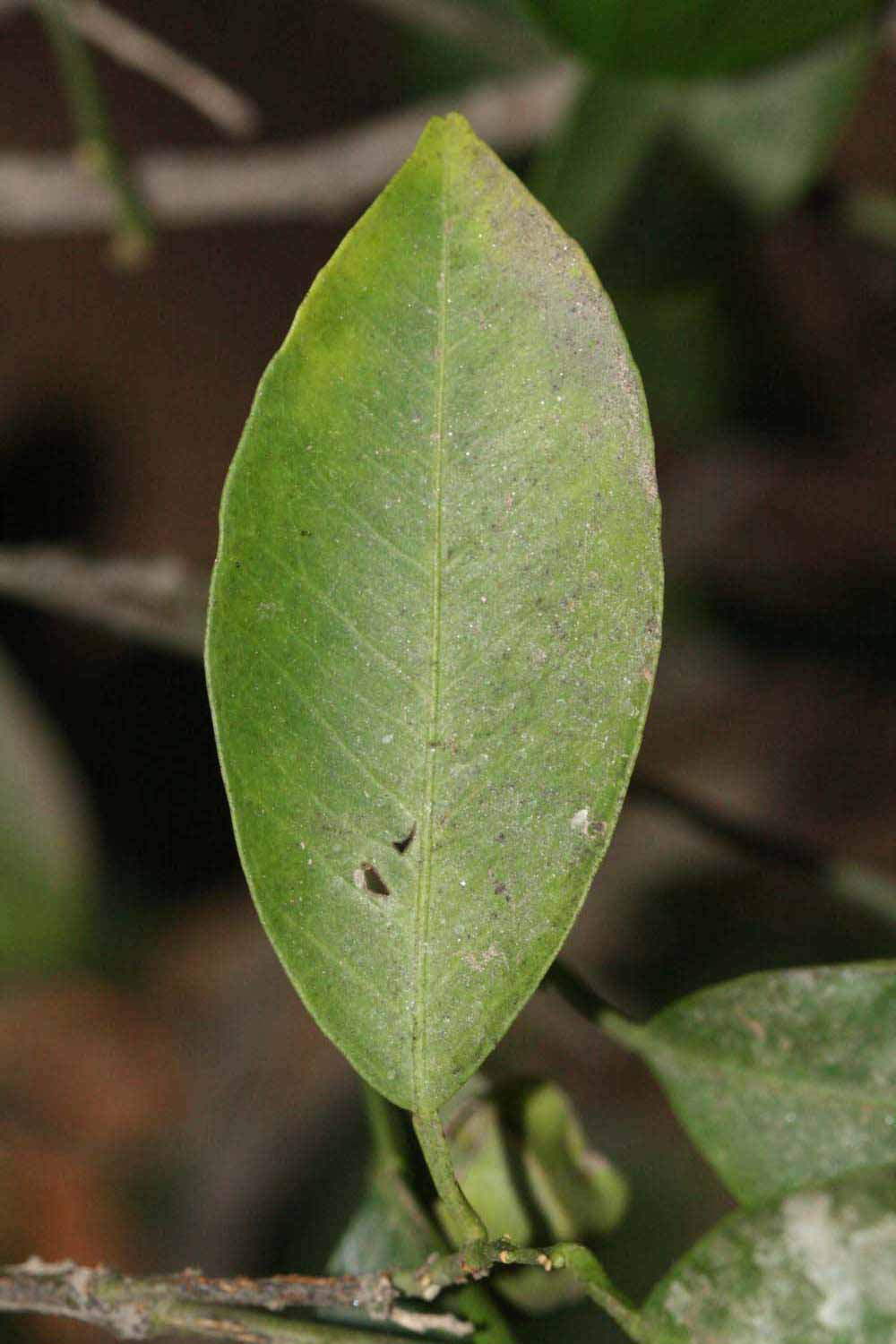              Unifoliolate leaf (Riverside, CA)       